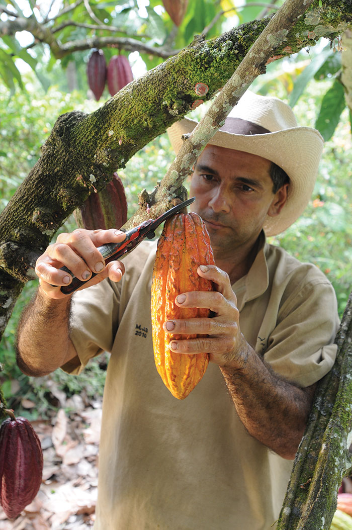 A man snipping the cocoa pod from the tree. 